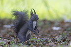 European Squirrel
