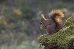 European Squirrel