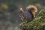 European Squirrel