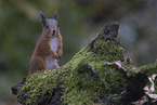 European Squirrel