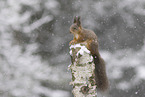 European Squirrel