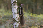 European Squirrel
