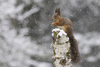 European Squirrel
