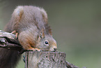 European Squirrel