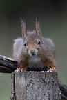 European Squirrel
