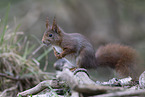 European Squirrel