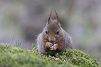 European Squirrel