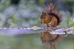 European Squirrel