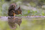 European Squirrel