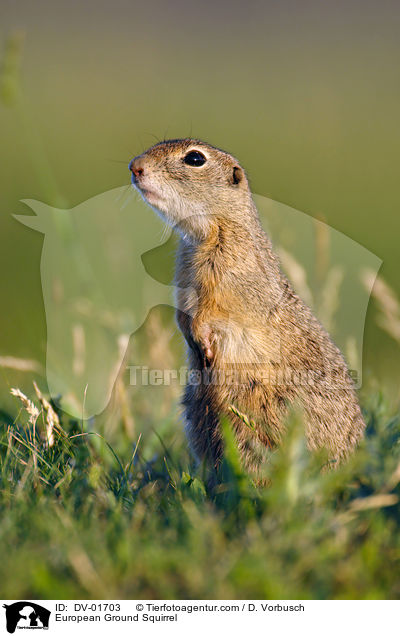 Europischer Ziesel / European Ground Squirrel / DV-01703