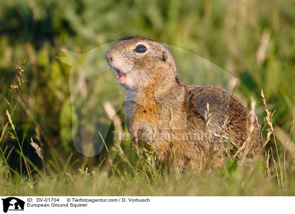 European Ground Squirrel / DV-01704