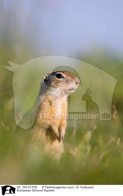 Europischer Ziesel / European Ground Squirrel / DV-01705