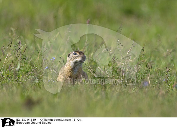 Europischer Ziesel / European Ground Squirrel / SO-01889