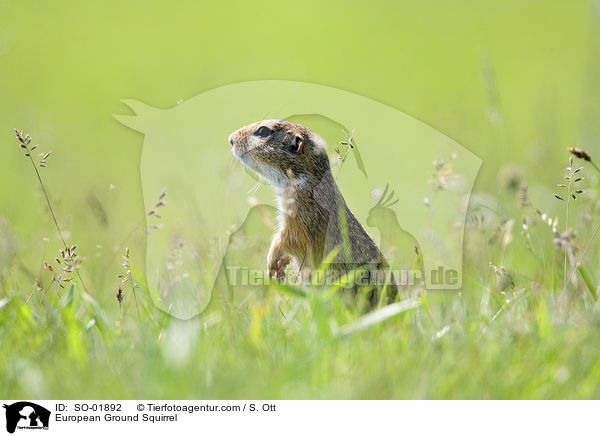 European Ground Squirrel / SO-01892