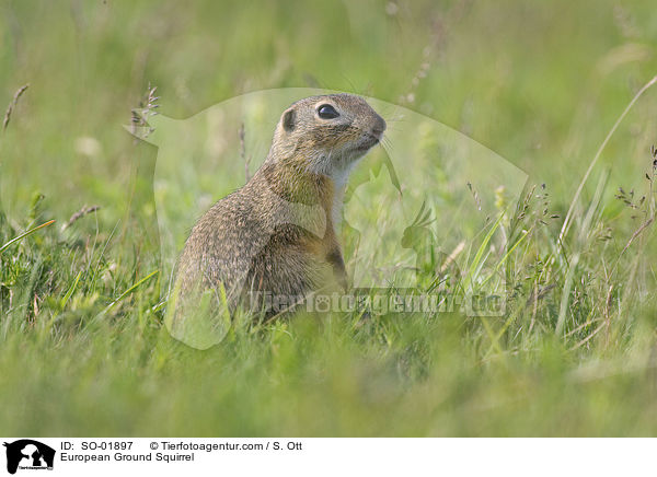 European Ground Squirrel / SO-01897