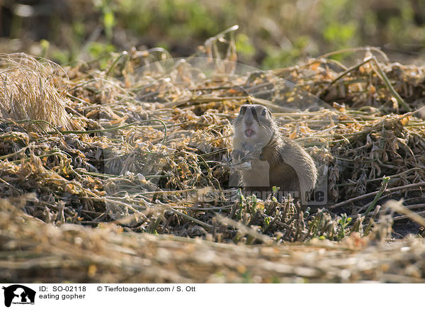 eating gopher / SO-02118