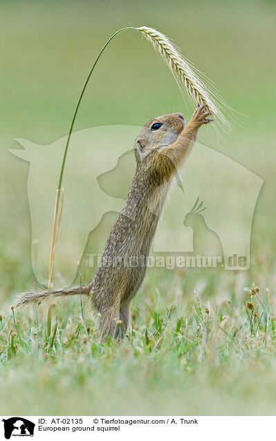 Europischer Ziesel / European ground squirrel / AT-02135