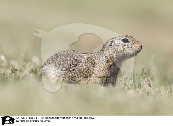 Europischer Ziesel / European ground squirrel / MBS-15604