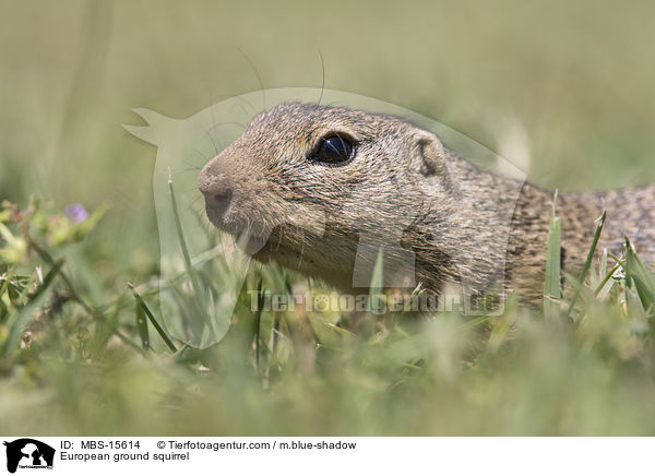 Europischer Ziesel / European ground squirrel / MBS-15614