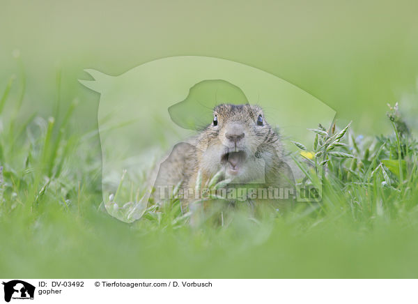 Europischer Ziesel / gopher / DV-03492