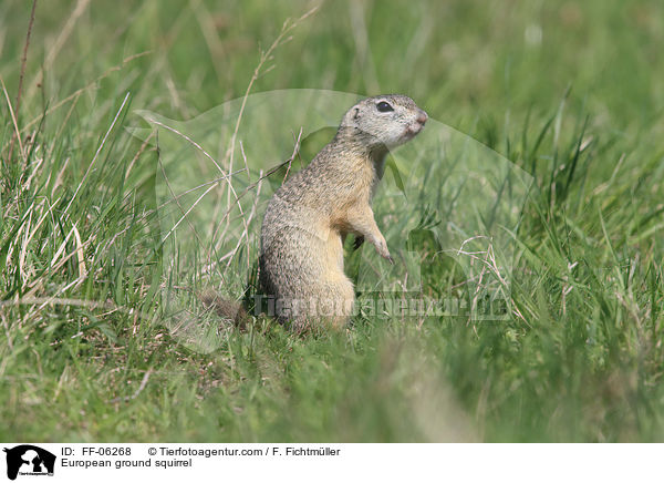 Europischer Ziesel / European ground squirrel / FF-06268