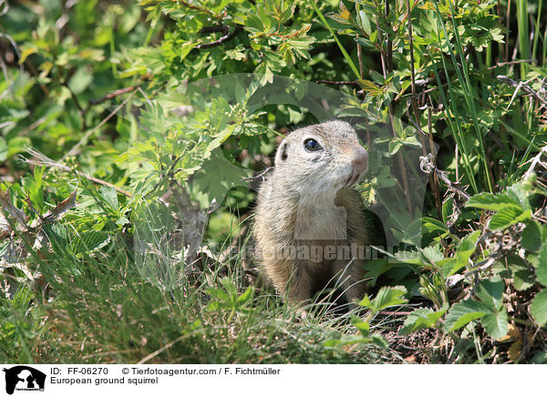 Europischer Ziesel / European ground squirrel / FF-06270