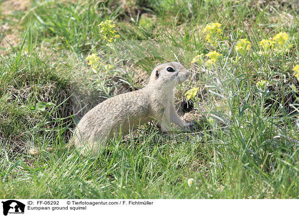 Europ�ischer Ziesel / European ground squirrel / FF-06292
