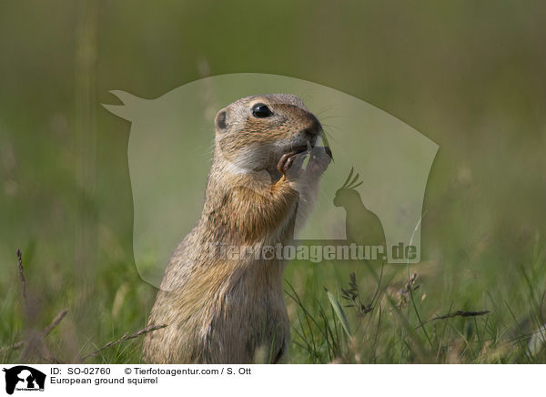 Europischer Ziesel / European ground squirrel / SO-02760