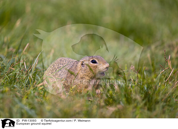 European ground squirrel / PW-13093