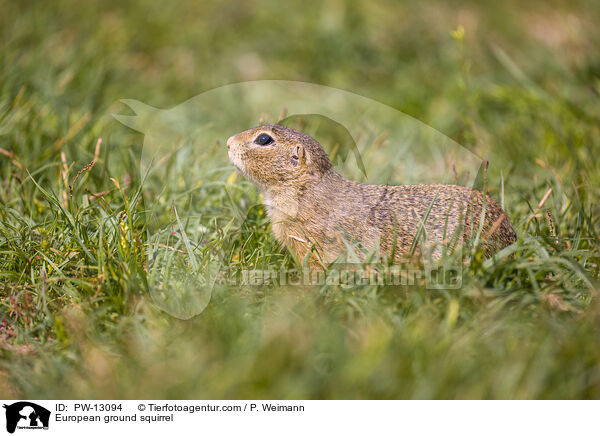 Europischer Ziesel / European ground squirrel / PW-13094