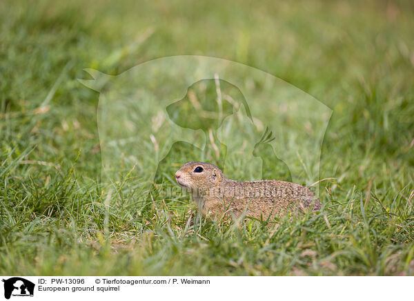 Europ�ischer Ziesel / European ground squirrel / PW-13096