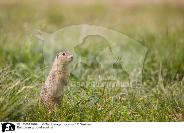 European ground squirrel / PW-13098
