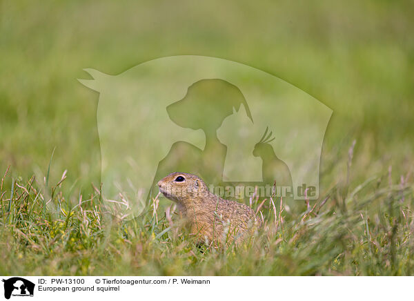 Europischer Ziesel / European ground squirrel / PW-13100