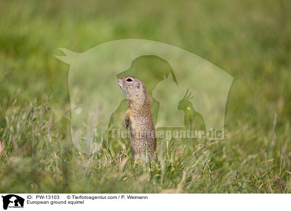 European ground squirrel / PW-13103