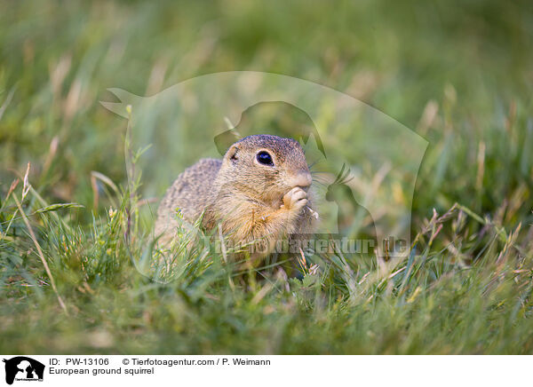 Europischer Ziesel / European ground squirrel / PW-13106