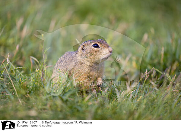 European ground squirrel / PW-13107