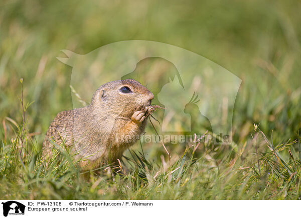 Europischer Ziesel / European ground squirrel / PW-13108