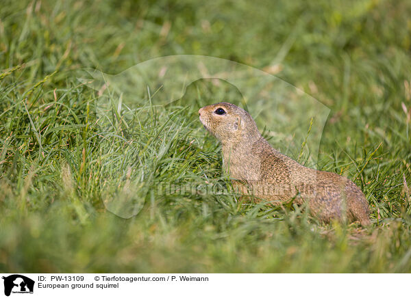 Europischer Ziesel / European ground squirrel / PW-13109
