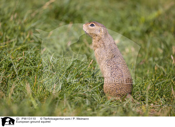 Europischer Ziesel / European ground squirrel / PW-13110