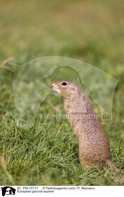 European ground squirrel / PW-13111