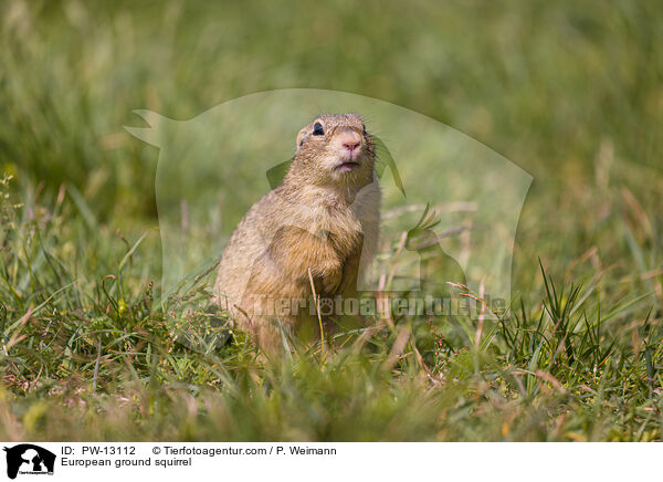 European ground squirrel / PW-13112