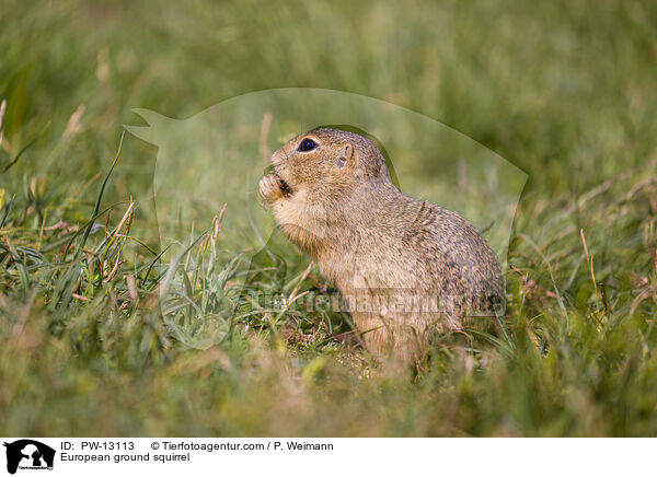 Europischer Ziesel / European ground squirrel / PW-13113