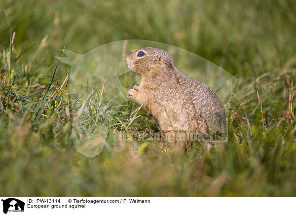 European ground squirrel / PW-13114