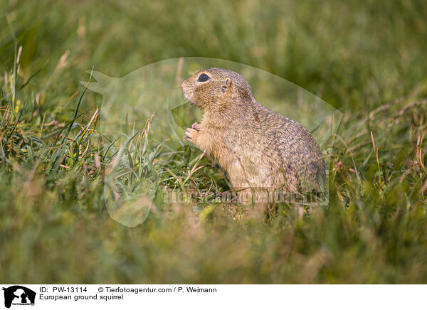 Europischer Ziesel / European ground squirrel / PW-13114
