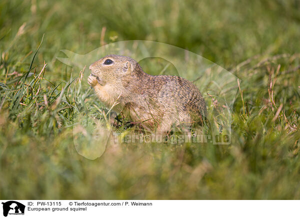 European ground squirrel / PW-13115