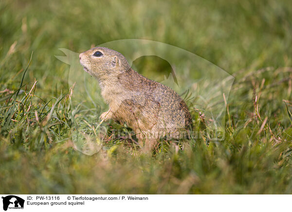 European ground squirrel / PW-13116