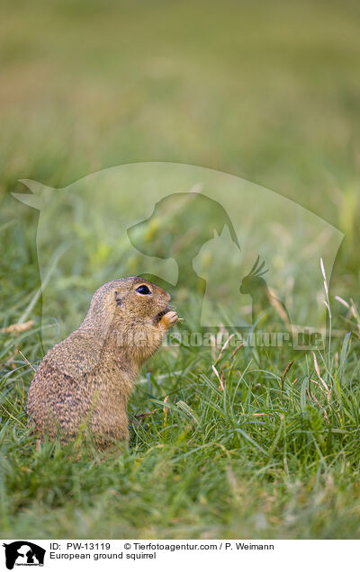 Europischer Ziesel / European ground squirrel / PW-13119