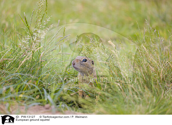 Europischer Ziesel / European ground squirrel / PW-13127