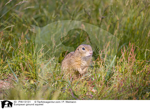 Europischer Ziesel / European ground squirrel / PW-13131