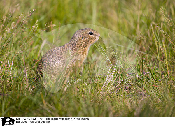 European ground squirrel / PW-13132
